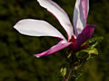 Magnolia liliflora Orchid IMG_3668 Magnolia purpurowa